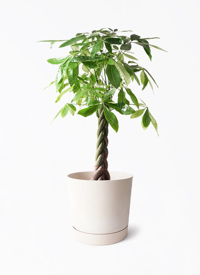 8号サイズの観葉植物 | 通販専門店 HitoHana（ひとはな）