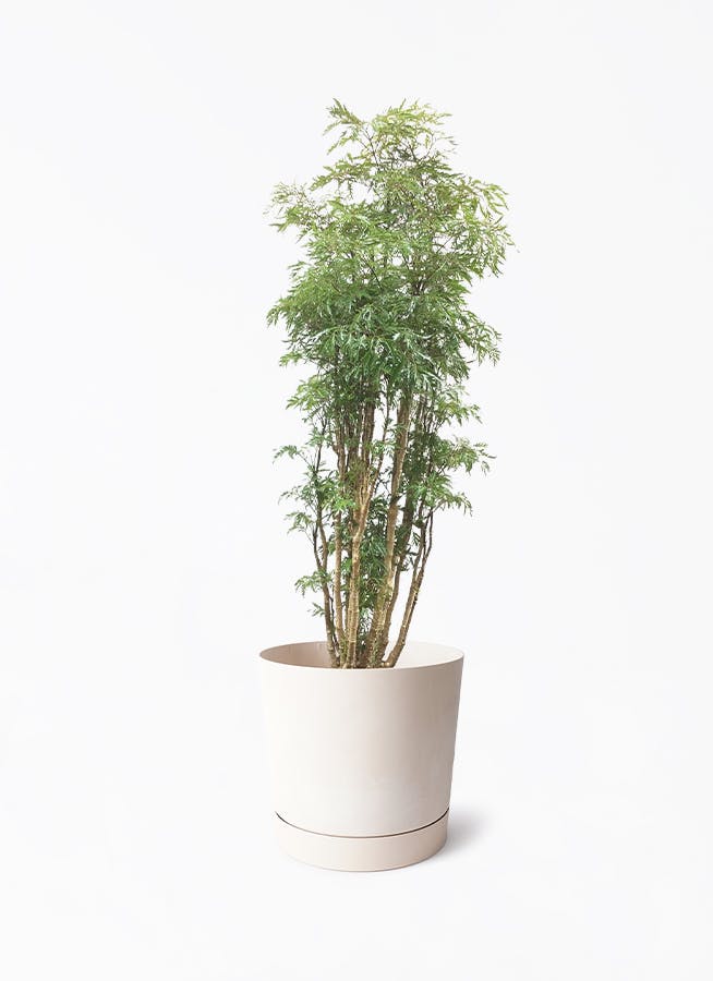 ポリシャス・スターシャB4・繊細な葉が美しい・エレガントなグリーン！