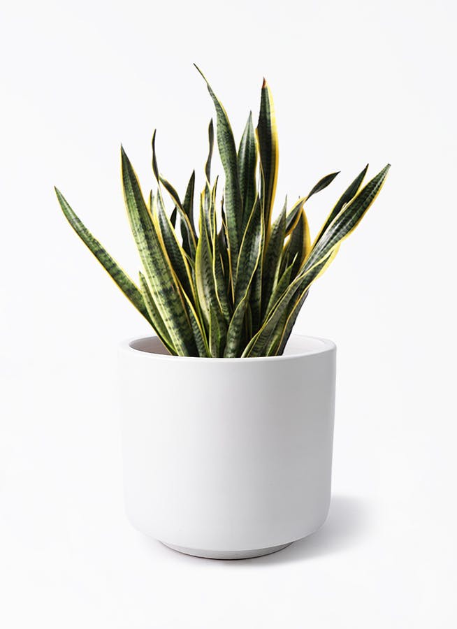 サンスベリア 大型 | 観葉植物通販HitoHana(ひとはな)