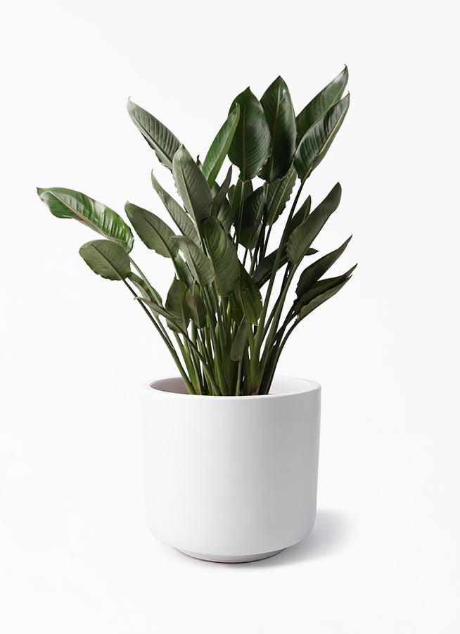ストレリチア レギネ | 観葉植物の通販ならHitoHana（ひとはな）