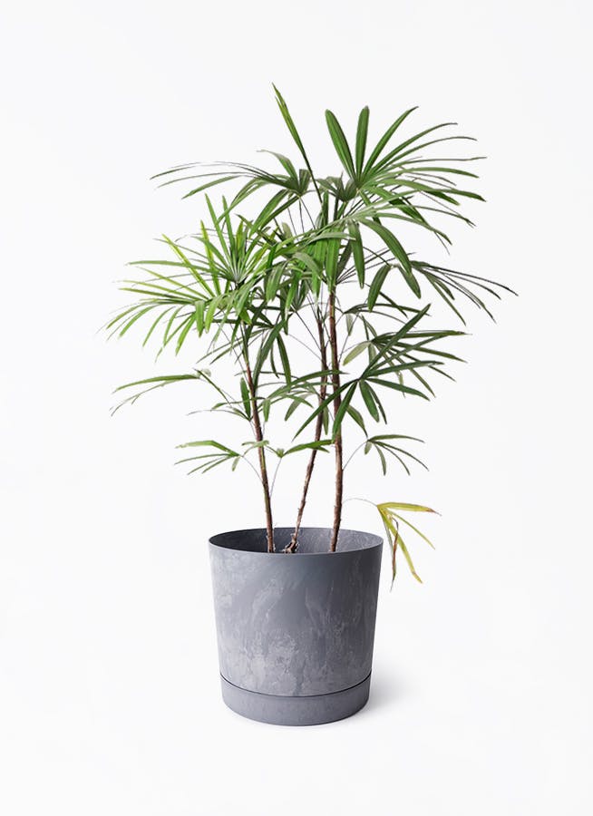 シュロチク（棕櫚竹） | 観葉植物の通販ならHitoHana（ひとはな）