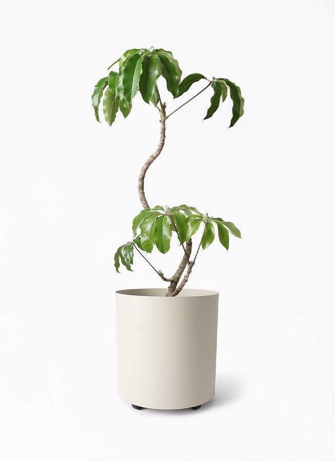 フィカス 観葉植物 10000_c29c58dc-094c-4f15-b131-