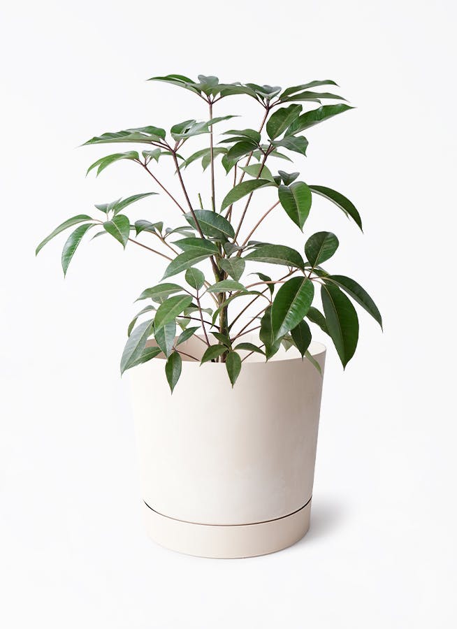 ツピダンサス 8号 | 観葉植物通販HitoHana(ひとはな)