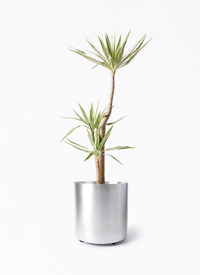 ユッカ 大型 | 観葉植物通販HitoHana(ひとはな)
