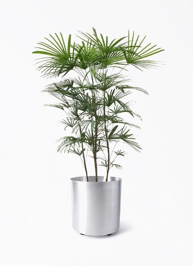 金メタリック　植木鉢　03 ゴールド・シルバー・ブロンズの鉢カバー・植木鉢 | 観葉植物の