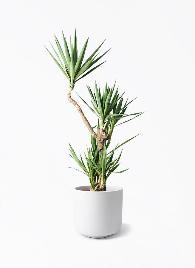 白・ベージュの鉢カバー付きの観葉植物 | HitoHana（ひとはな）