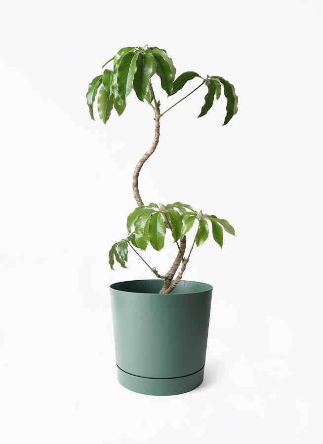 ツピダンサス 8号 | 観葉植物通販HitoHana(ひとはな)