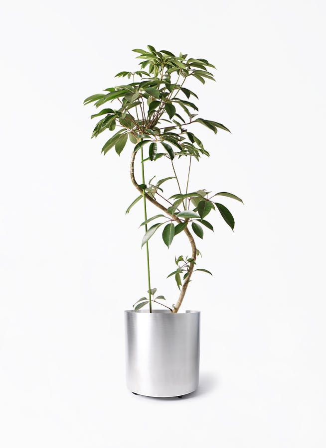 ツピダンサス 10号 | 観葉植物通販HitoHana(ひとはな)