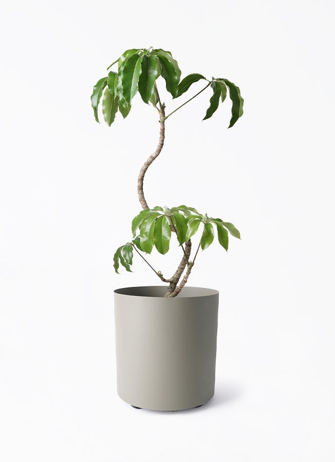 ツピダンサス 8号 | 観葉植物通販HitoHana(ひとはな)