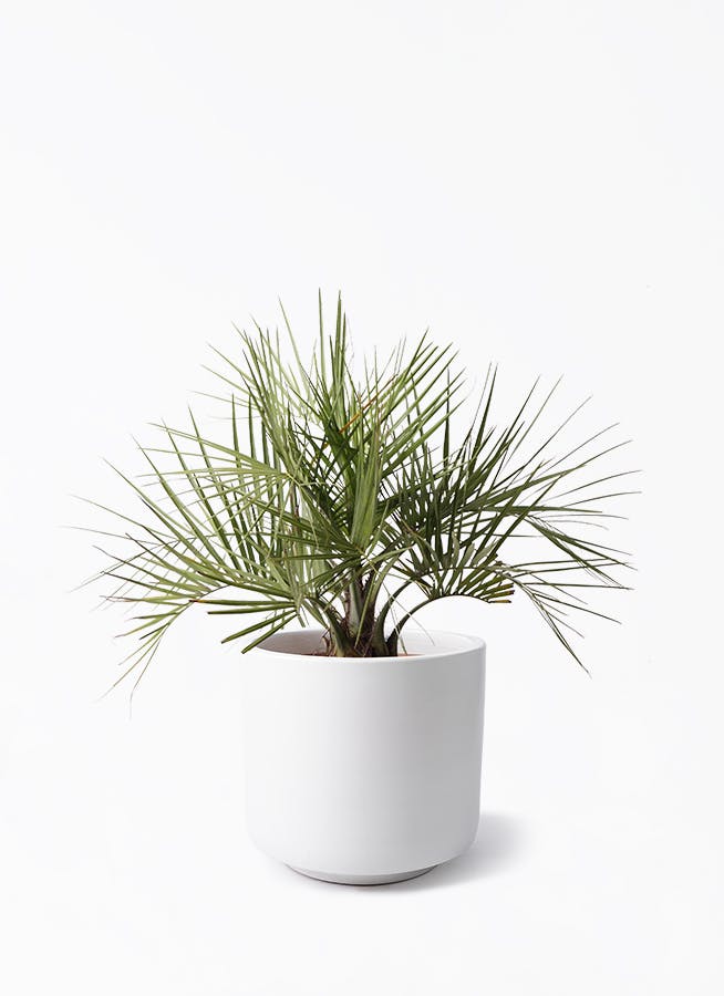 ココスヤシ (ヤタイヤシ) | 観葉植物の通販ならHitoHana（ひとはな）