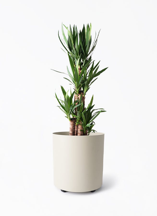 ユッカ 大型 | 観葉植物通販HitoHana(ひとはな)