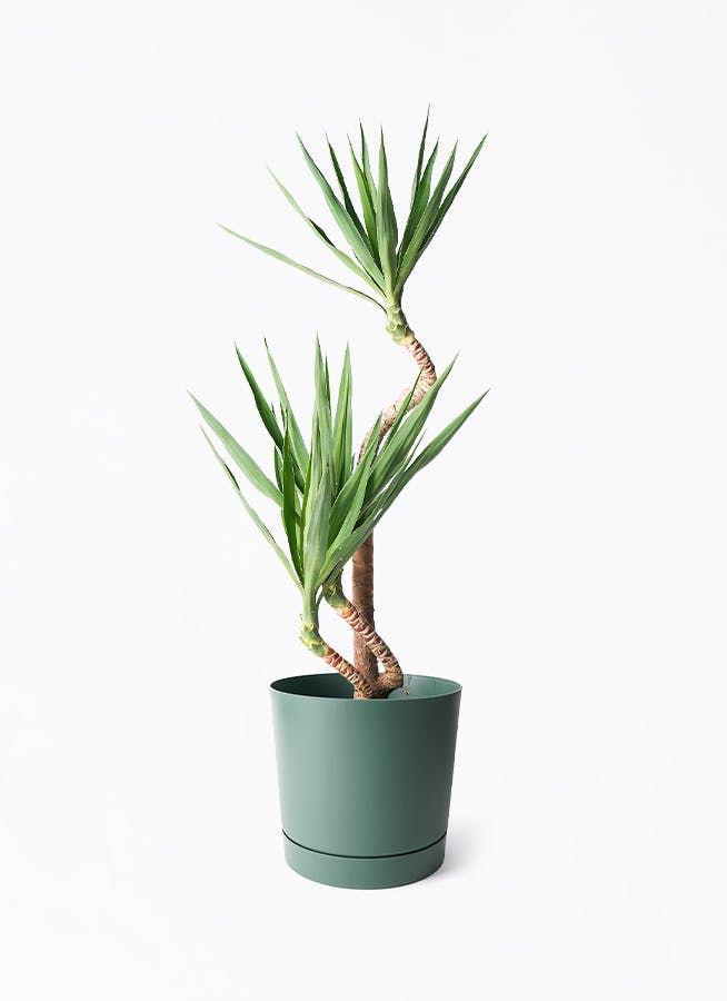 【公式サイト】正規ブランド品通販 yucca-magari-175_1.jpg ユッカ