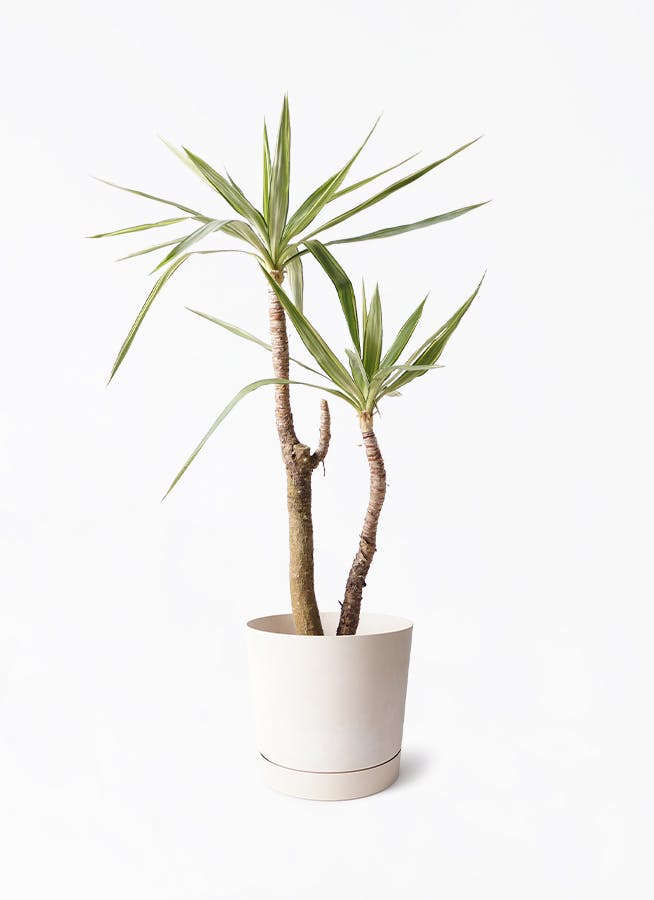 ユッカ 斑入り | 観葉植物 | インテリアやギフトに - Hitohana（ひとはな）