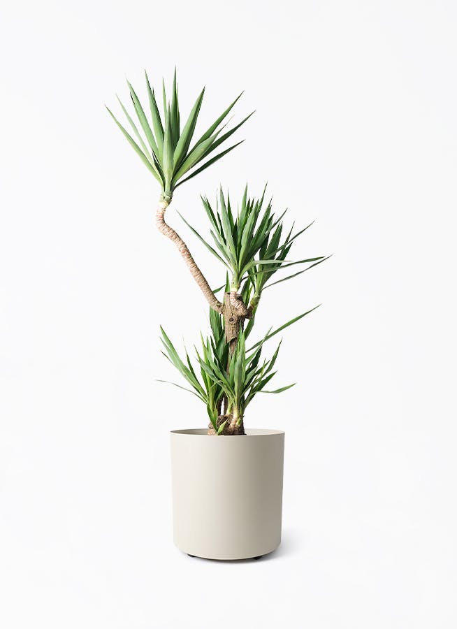 グレーの鉢カバー付きの観葉植物 | HitoHana（ひとはな）