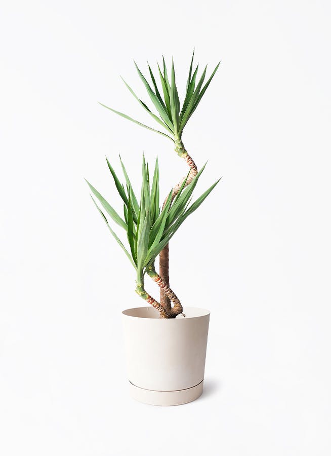 ユッカ 大型 | 観葉植物通販HitoHana(ひとはな)