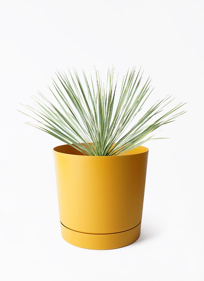 観葉植物 ユッカ 8号 ロストラータ プロスパー トゥーボ マスタード