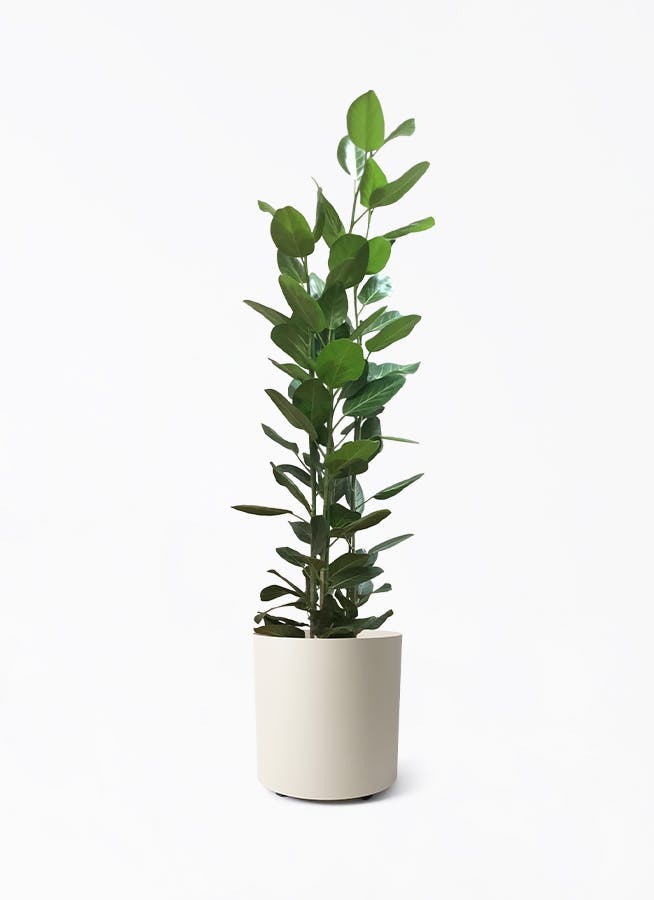 フィカス ベンガレンシス 寄せ | 観葉植物 | 送料無料でお届け