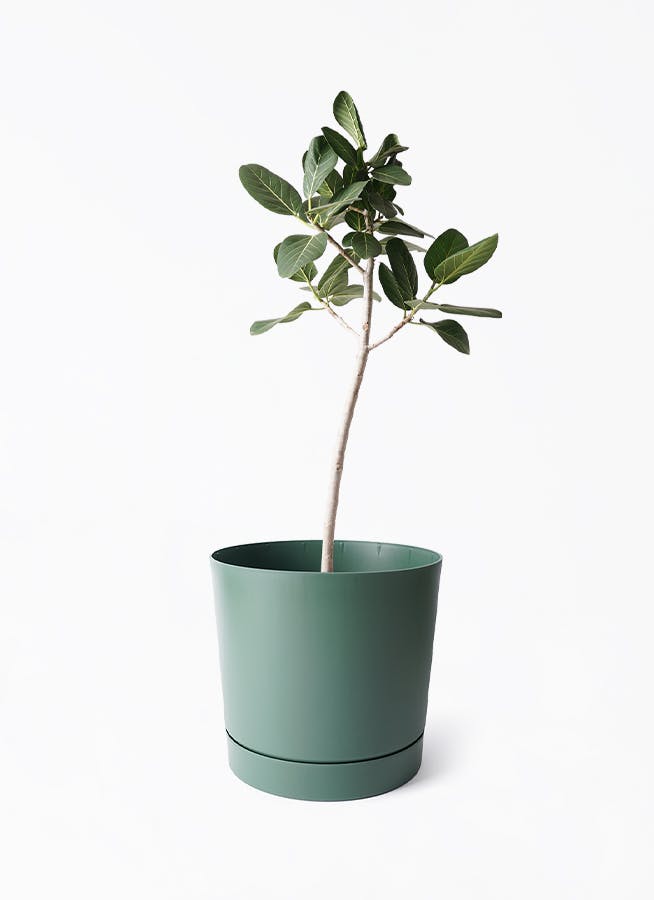 フィカス ベンガレンシス 8号 | 観葉植物通販 Hitohana（ひとはな）