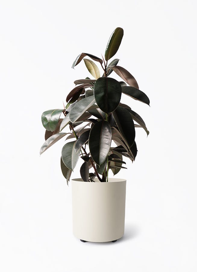 フィカス バーガンディ | 観葉植物の通販ならHitoHana（ひとはな）