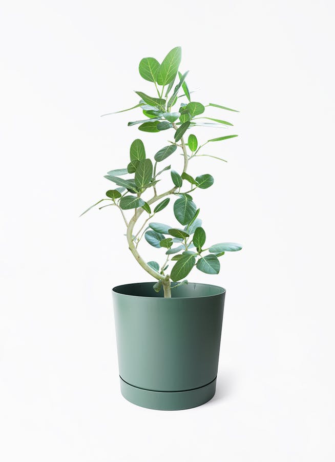 フィカス ベンガレンシス 8号 曲がり | 観葉植物通販 Hitohana