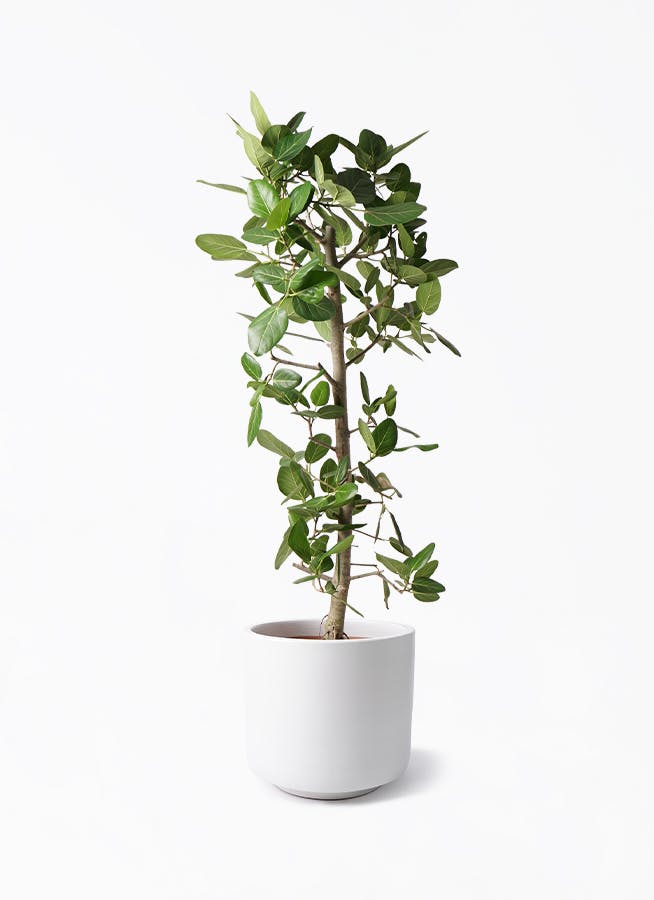 フィカス ベンガレンシス 10号 | 観葉植物通販 Hitohana（ひとはな）