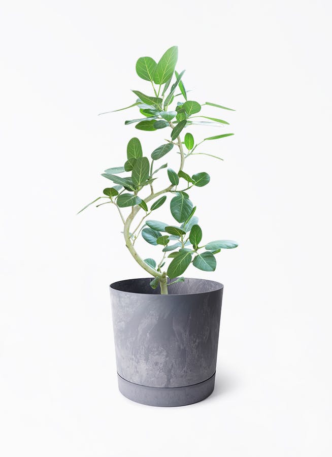 フィカス ベンガレンシス 12号 目玉商品!! - 植物/観葉植物