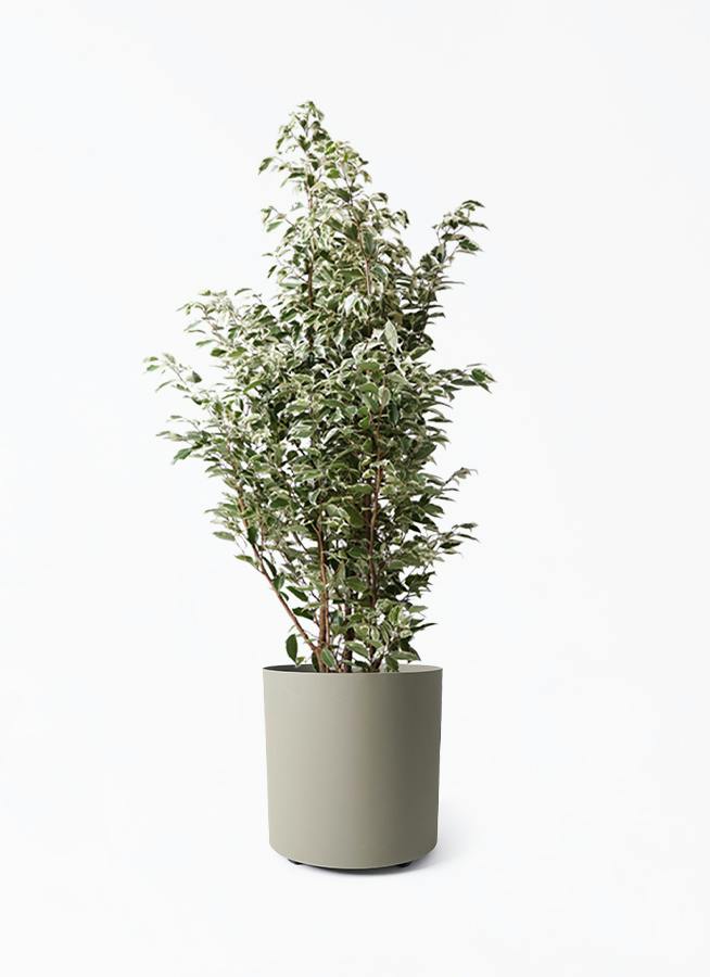 ベンジャミン 大型 | 観葉植物通販HitoHana(ひとはな)