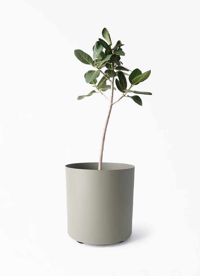 フィカス ベンガレンシス 8号 | 観葉植物通販 Hitohana（ひとはな）