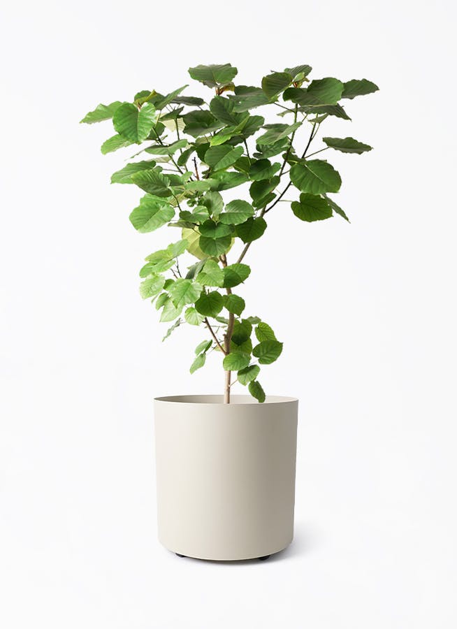 ◼️フィカスウンベラータ◼️大型170センチ　10号鉢　観葉植物 ◼️フィカスウンベラータ◼️大型170センチ 10号鉢 観葉植物