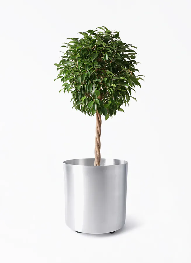 フィカス ベンジャミン 玉造り | 観葉植物 | 送料無料でお届け  