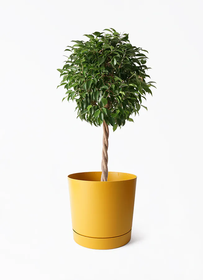 フィカスベンジャミン ♻️リユース観葉植物