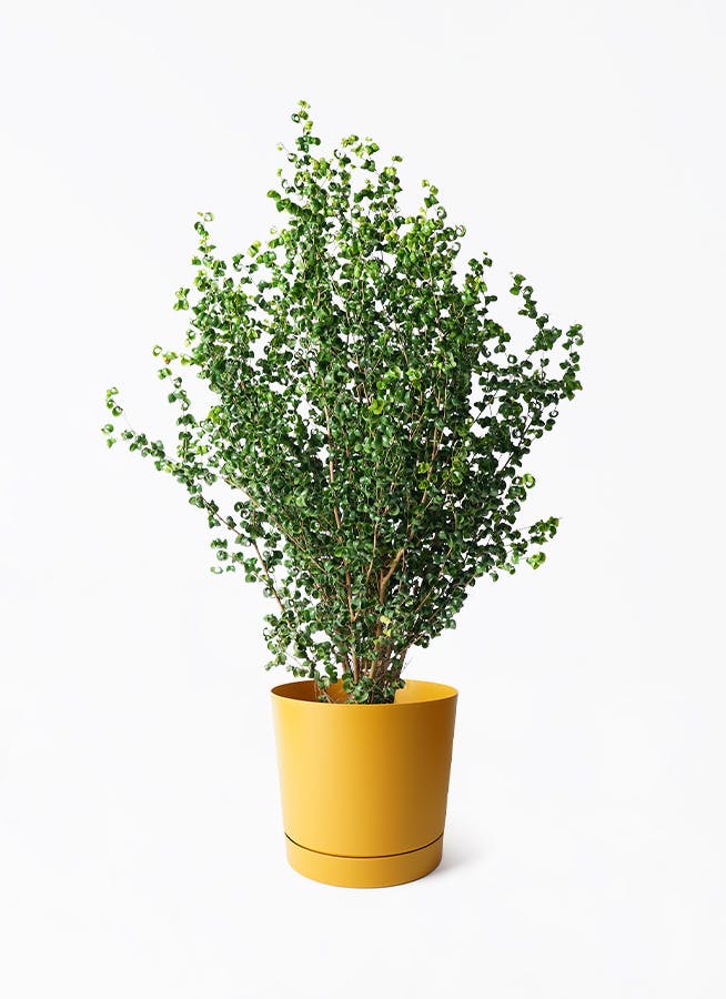 観葉植物 フィカス ベンジャミン 8号 バロック プロスパー トゥーボ