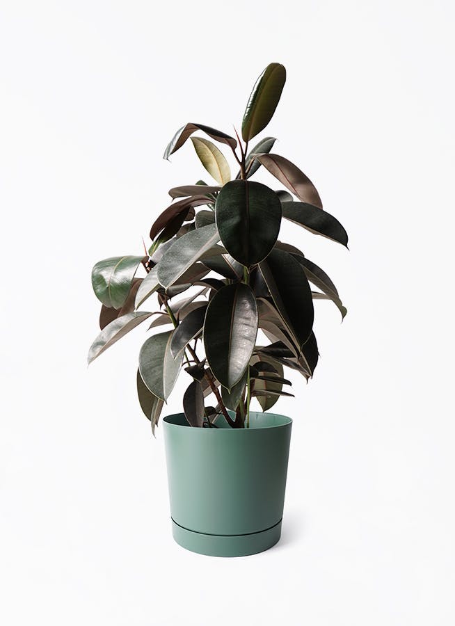 フィカス バーガンディ ノーマル | 観葉植物 | インテリアやギフトに