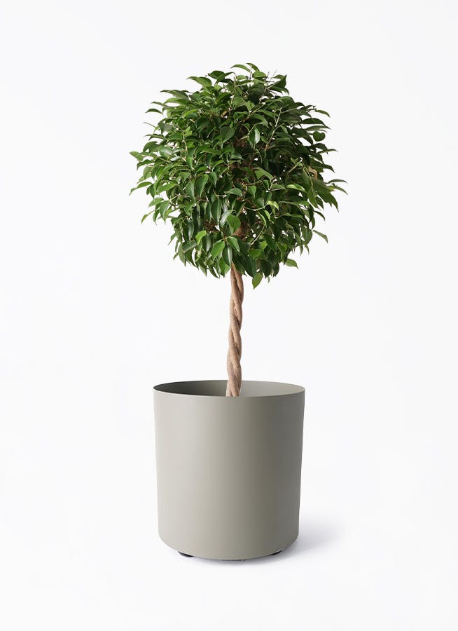 フィカス ベンジャミン 玉造り | 観葉植物 | 送料無料でお届け