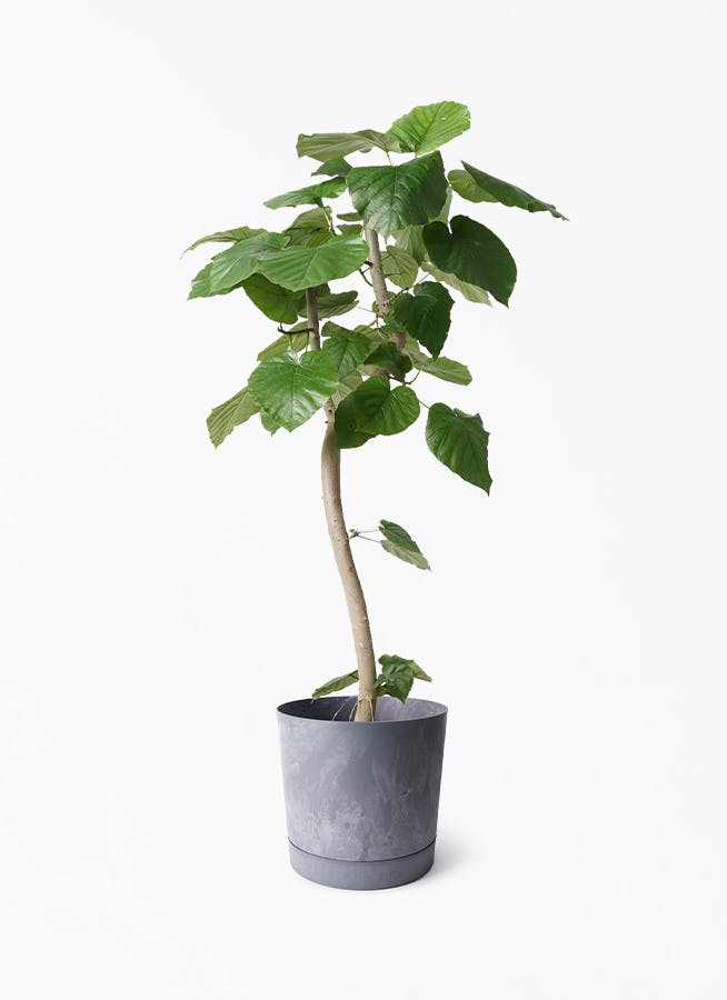 フィカス ウンベラータ | 観葉植物通販 HitoHana
