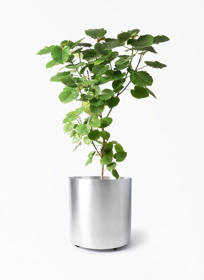 ウンベラータ 10号 | 観葉植物の通販ならHitoHana（ひとはな）