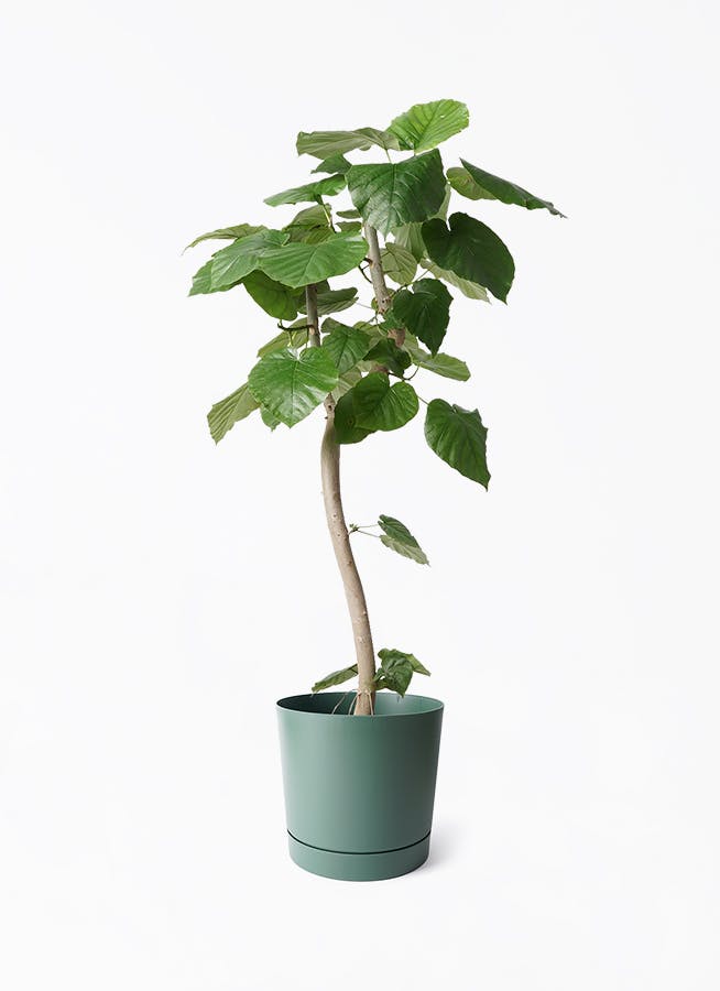 フィカス ウンベラータ 曲がり | 観葉植物通販 HitoHana（ひとはな）
