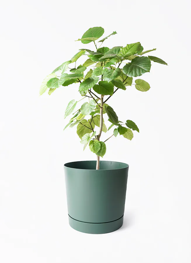 フィカス ウンベラータ 140cm 8号 S-shaped やわらかい tree form 