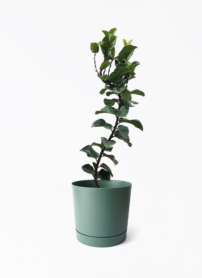 カシワバゴムの木 バンビーノ 曲がり | 観葉植物通販 HitoHana(ひとはな)