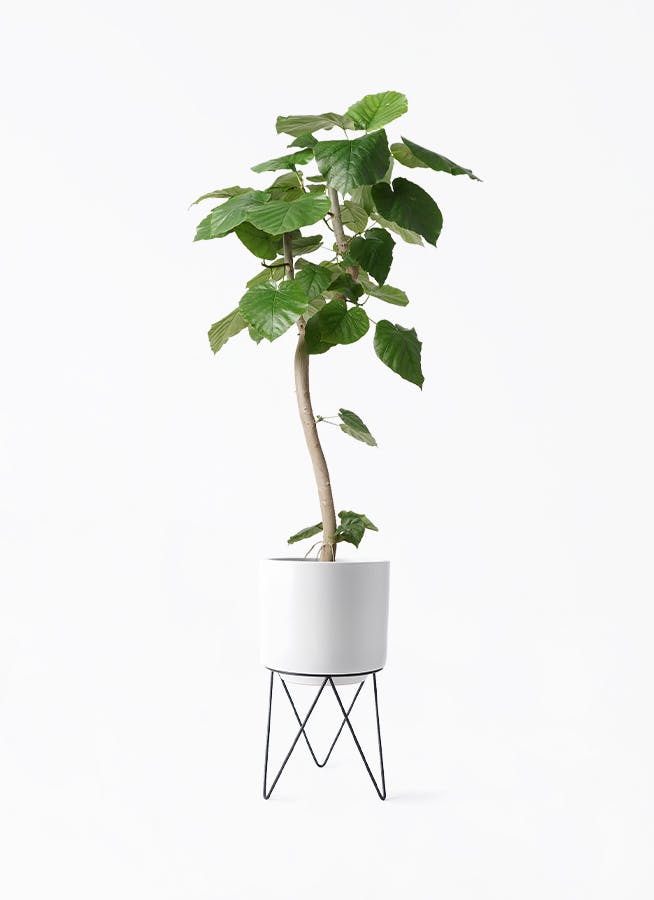 背高め♥】フィカス ありがたく ウンベラータ 曲がり ゴムの木 