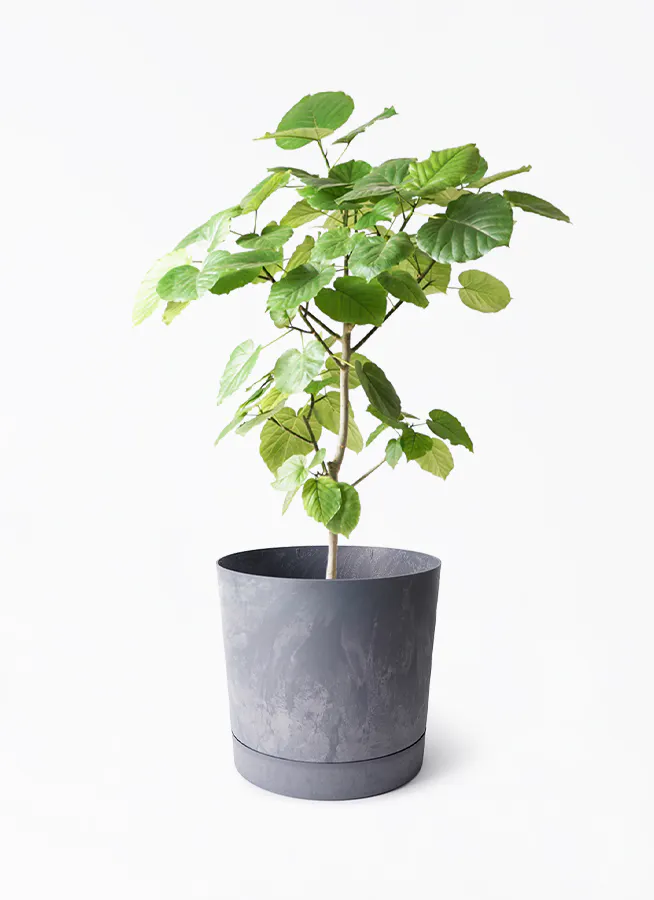 フィカス ウンベラータ S-shaped tree 生臭 form8号 141cm