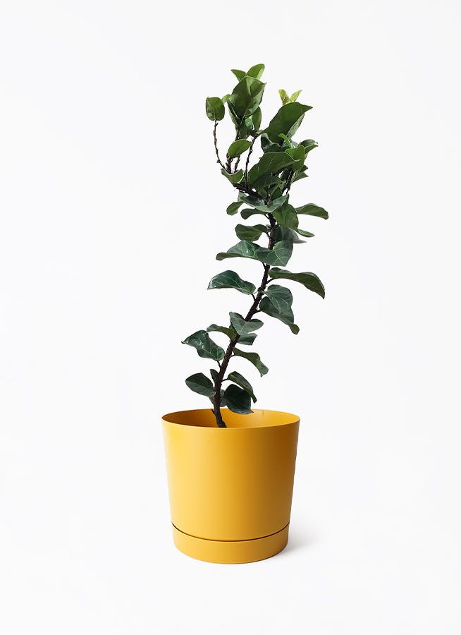 カシワバゴムの木 バンビーノ 曲がり | 観葉植物通販 HitoHana(ひとはな)
