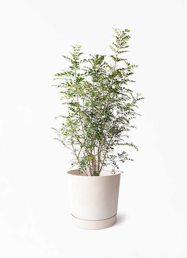 8号サイズの観葉植物 | 通販専門店 HitoHana（ひとはな）