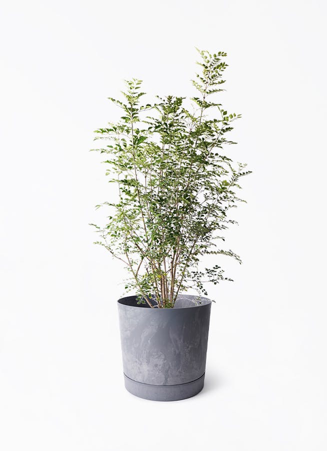 8号サイズの観葉植物 | 通販専門店 HitoHana（ひとはな）