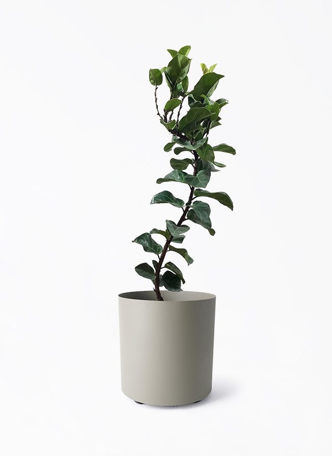 カシワバゴムの木 バンビーノ 曲がり | 観葉植物通販 HitoHana(ひとはな)