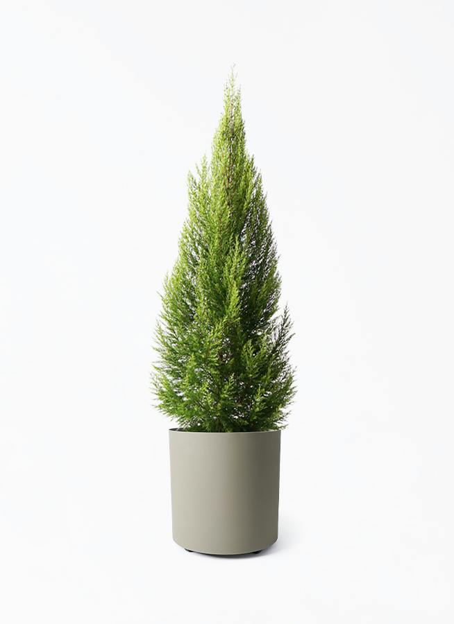 観葉植物 ゴールドクレスト 10号 ノーマル フェルム シリンダー