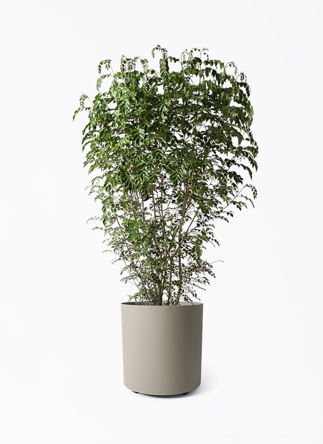 ユーカリオリーブ 楽天市場】オリーブ（種類（植物）ユーカリ）の通販