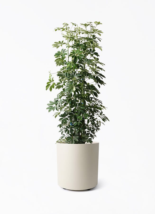観葉植物 シェフレラ（カポック） 10号 ノーマル フェルム シリンダー