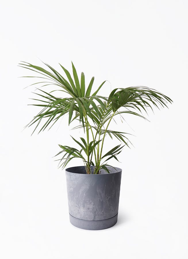 ケンチャヤシ | 観葉植物の通販ならHitoHana（ひとはな）