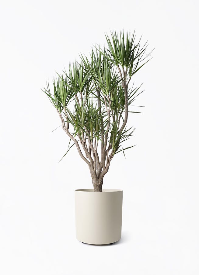 ドラセナ 種類一覧 | 観葉植物の通販ならHitoHana（ひとはな）